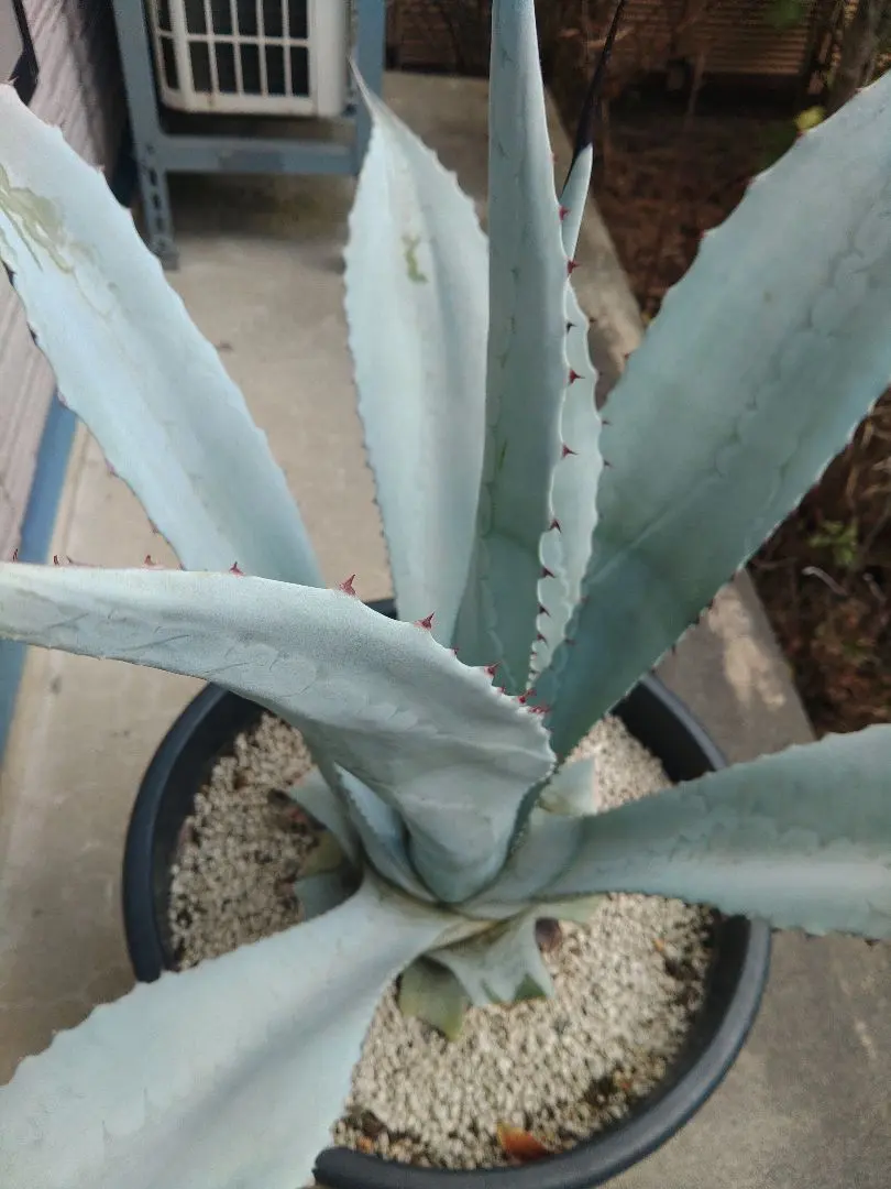 2026年最新】フランゾシニーの人気アイテム - メルカリ