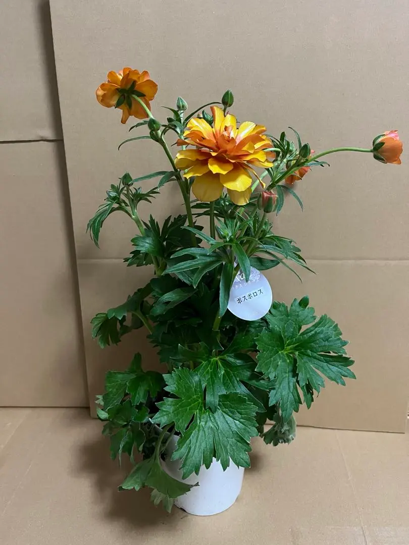 2026年最新】ラナンキュラス ポスポロスの人気アイテム - メルカリ