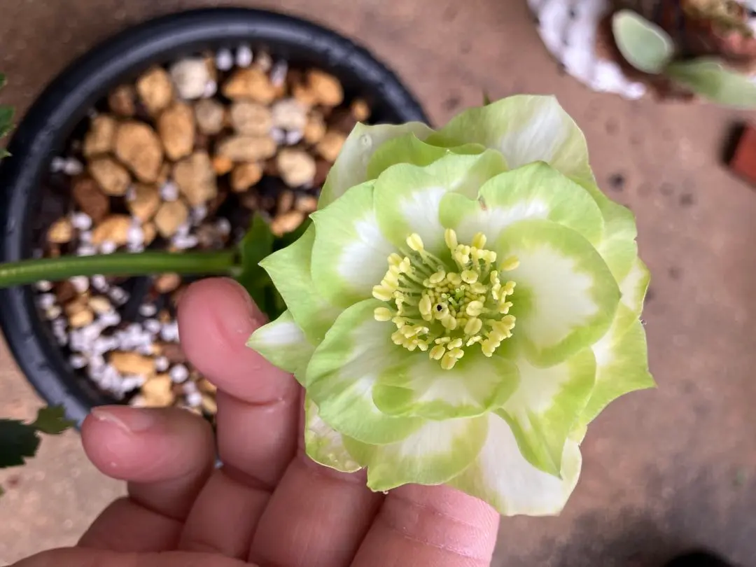 2026年最新】クリスマスローズ 利休の人気アイテム - メルカリ