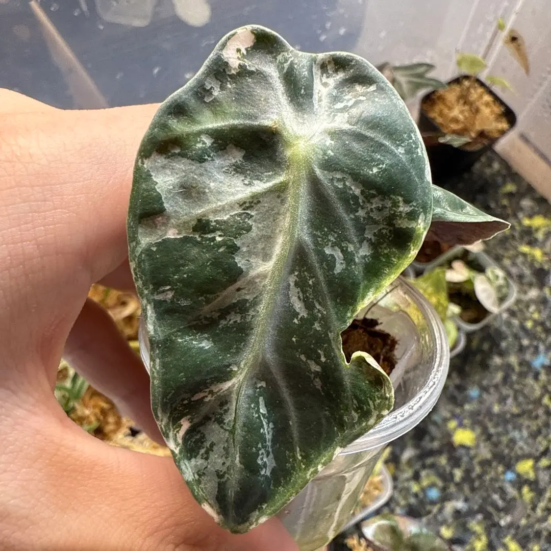 2026年最新】アロカシアバルーンハートの人気アイテム - メルカリ