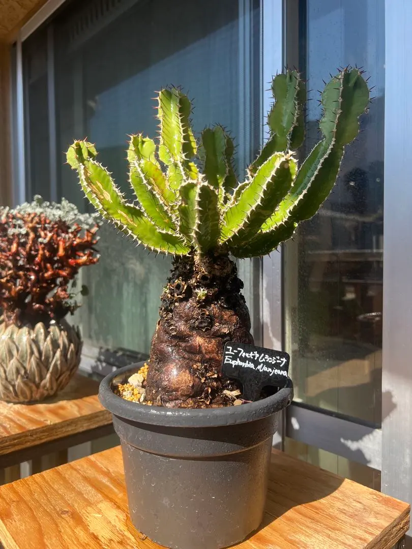 2026年最新】ユーフォルビア ムランジーナの人気アイテム - メルカリ