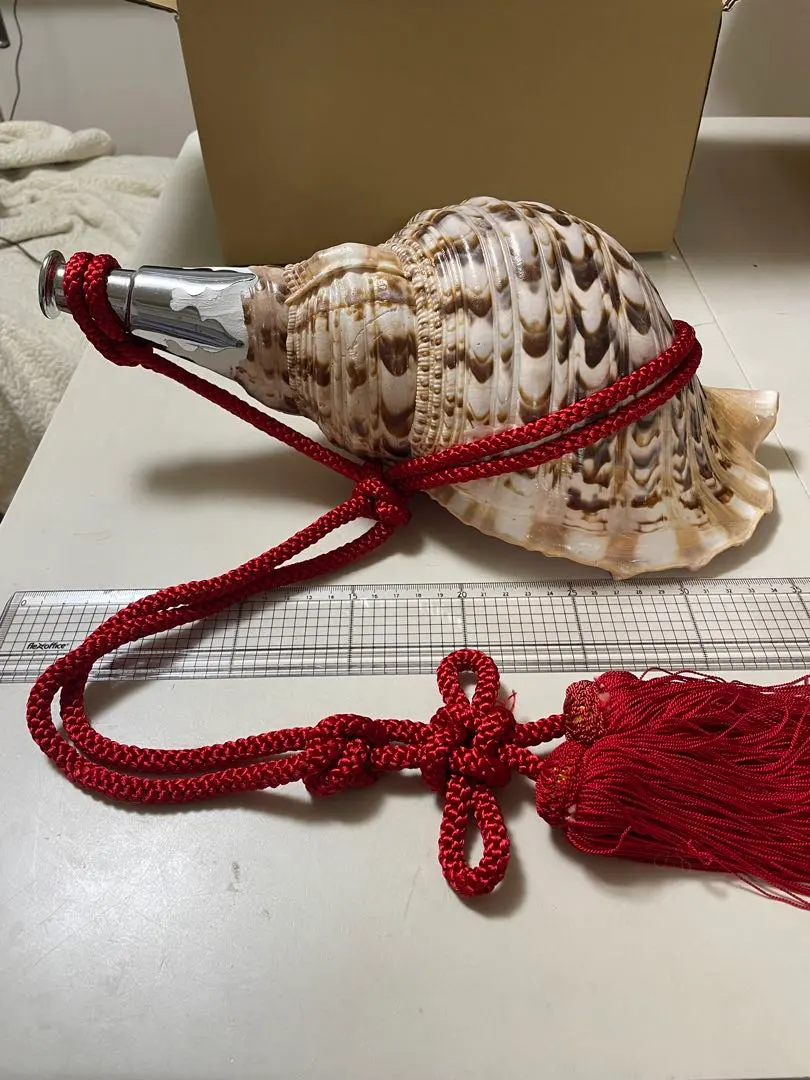 2026年最新】法螺貝標本の人気アイテム - メルカリ