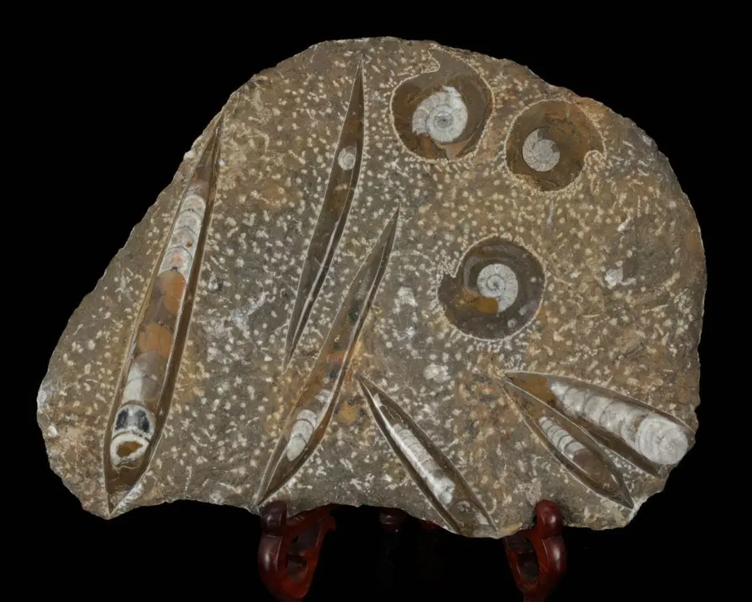 2026年最新】オルソセラスの人気アイテム - メルカリ