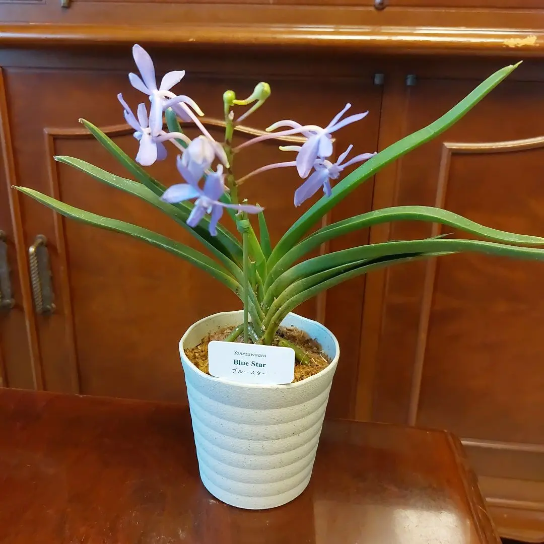 2026年最新】洋ラン バンダの人気アイテム - メルカリ