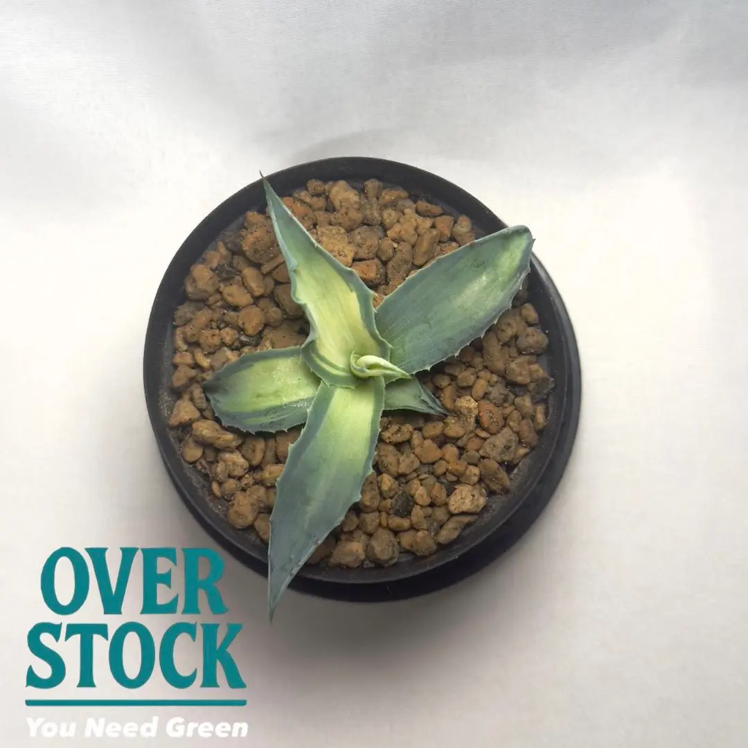 2026年最新】アガベアウェイクニングエンジェルの人気アイテム - メルカリ