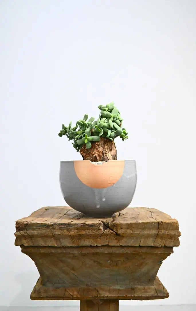 2026年最新】ピグマエア 現地球の人気アイテム - メルカリ