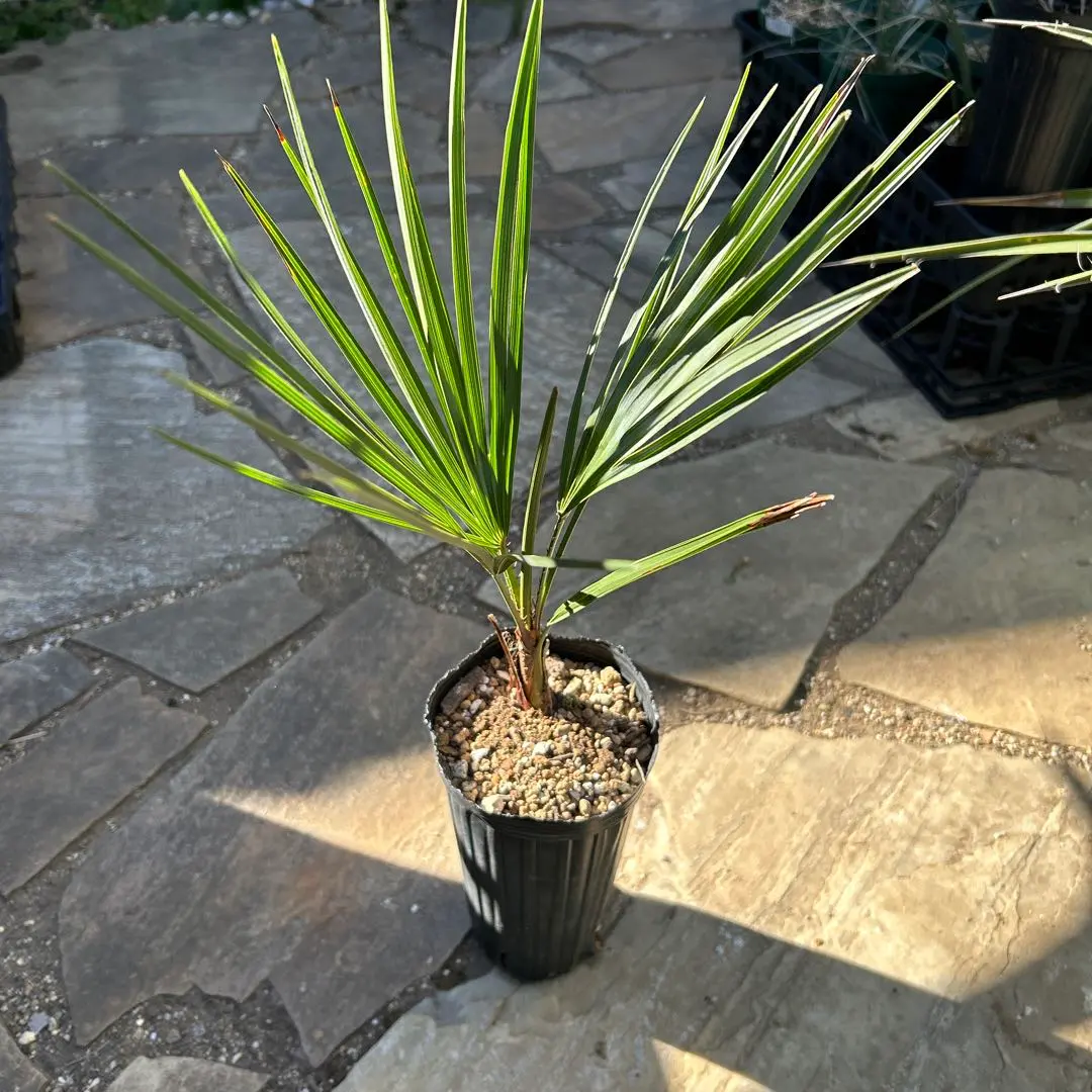 2026年最新】チャメロップス セリフェラの人気アイテム - メルカリ