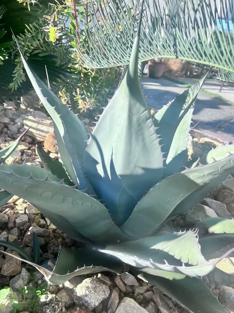 2026年最新】スカブラの人気アイテム - メルカリ