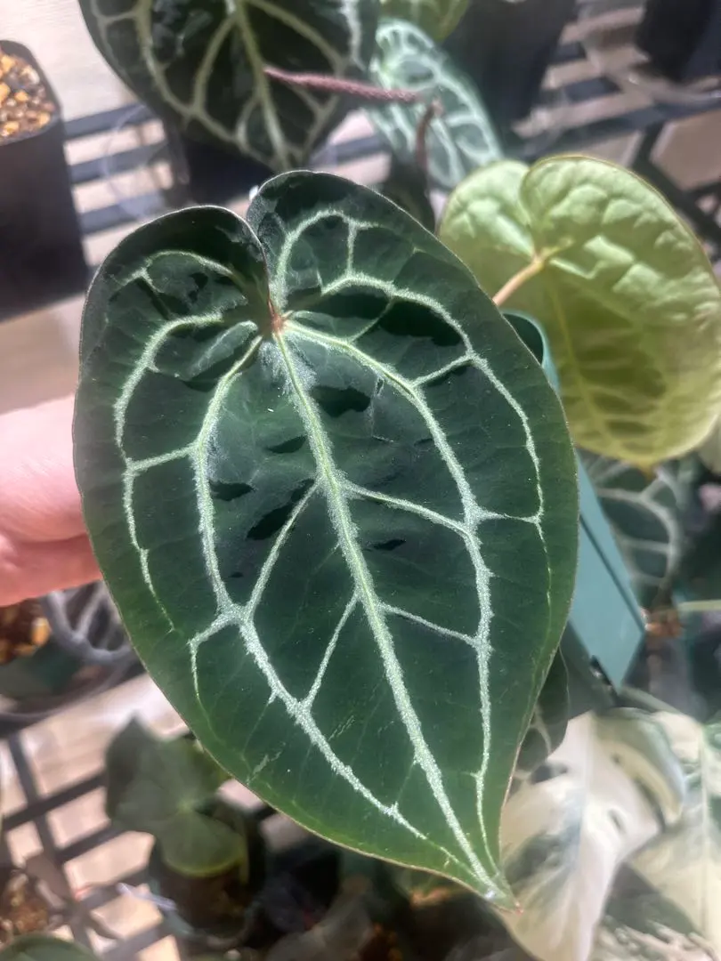 2026年最新】anthurium kosの人気アイテム - メルカリ