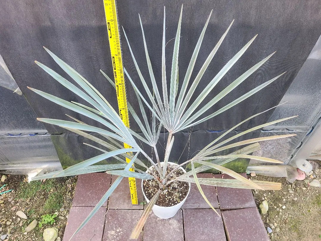 2026年最新】ビスマルキアノビリスシルバーの人気アイテム - メルカリ