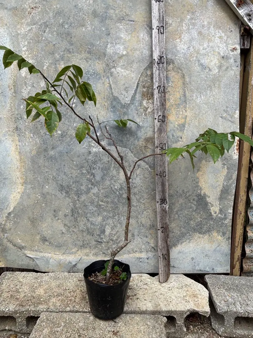 2026年最新】スターフルーツ 苗木の人気アイテム - メルカリ