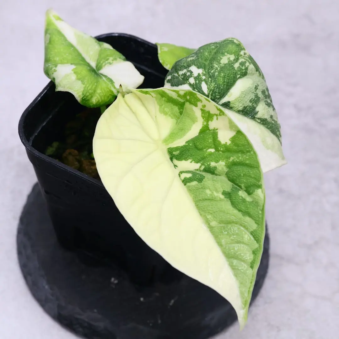 2026年最新】アロカシア メロの人気アイテム - メルカリ