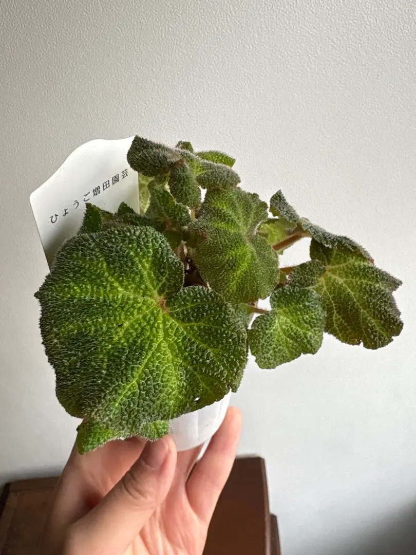 2026年最新】ベゴニアソリムタータの人気アイテム - メルカリ