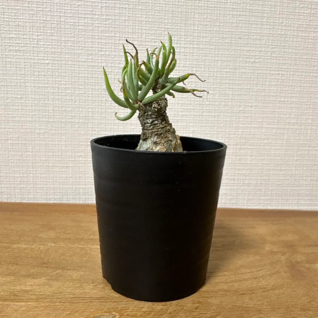 2026年最新】チレコドン ペアルソニーの人気アイテム - メルカリ