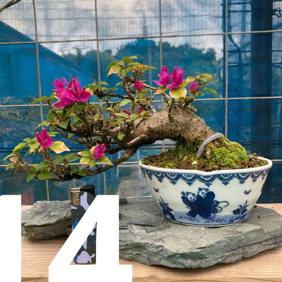 2026年最新】ブーゲンビリア 盆栽の人気アイテム - メルカリ