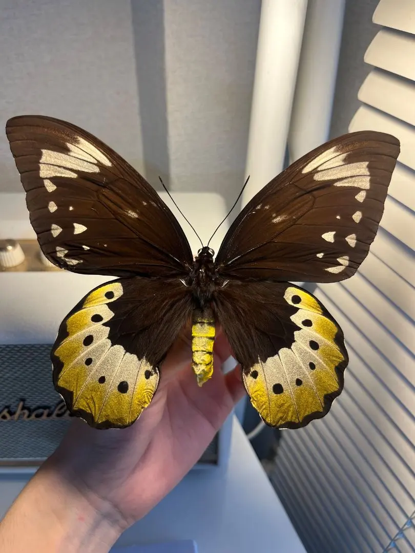 2026年最新】トリバネアゲハの世界の人気アイテム - メルカリ