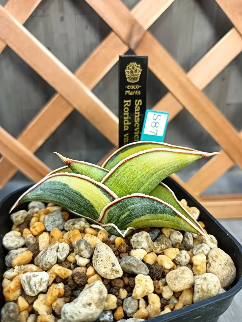 2026年最新】サンスベリア ロリダ 斑入りの人気アイテム - メルカリ