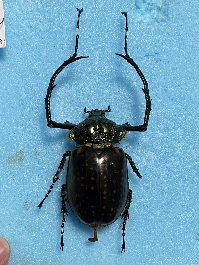 2026年最新】テナガコガネの人気アイテム - メルカリ