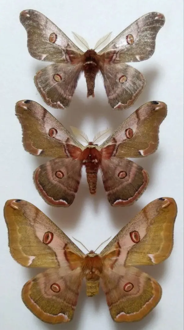 2026年最新】ヤママユ 標本の人気アイテム - メルカリ