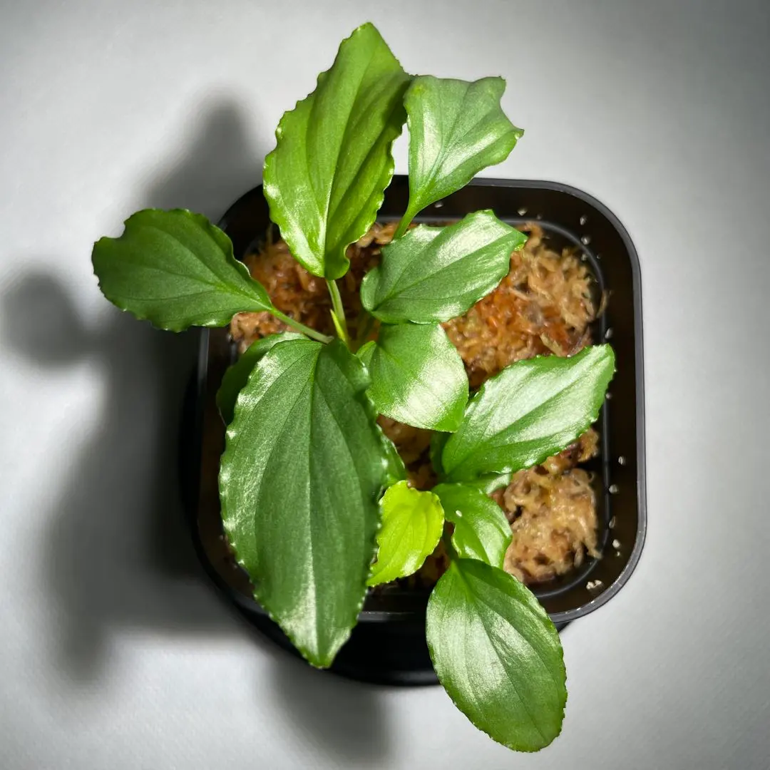 2026年最新】ホマロメナ グリーンの人気アイテム - メルカリ