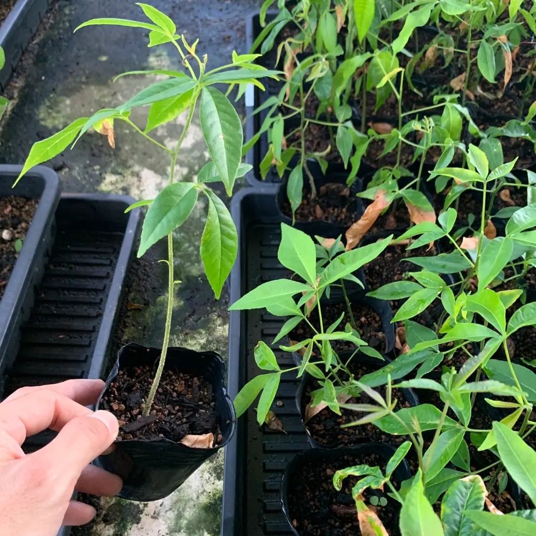 2026年最新】ホワイトサポテ 苗の人気アイテム - メルカリ