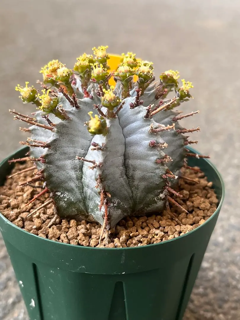 2026年最新】ユーフォルビア ホリダ アルバの人気アイテム - メルカリ