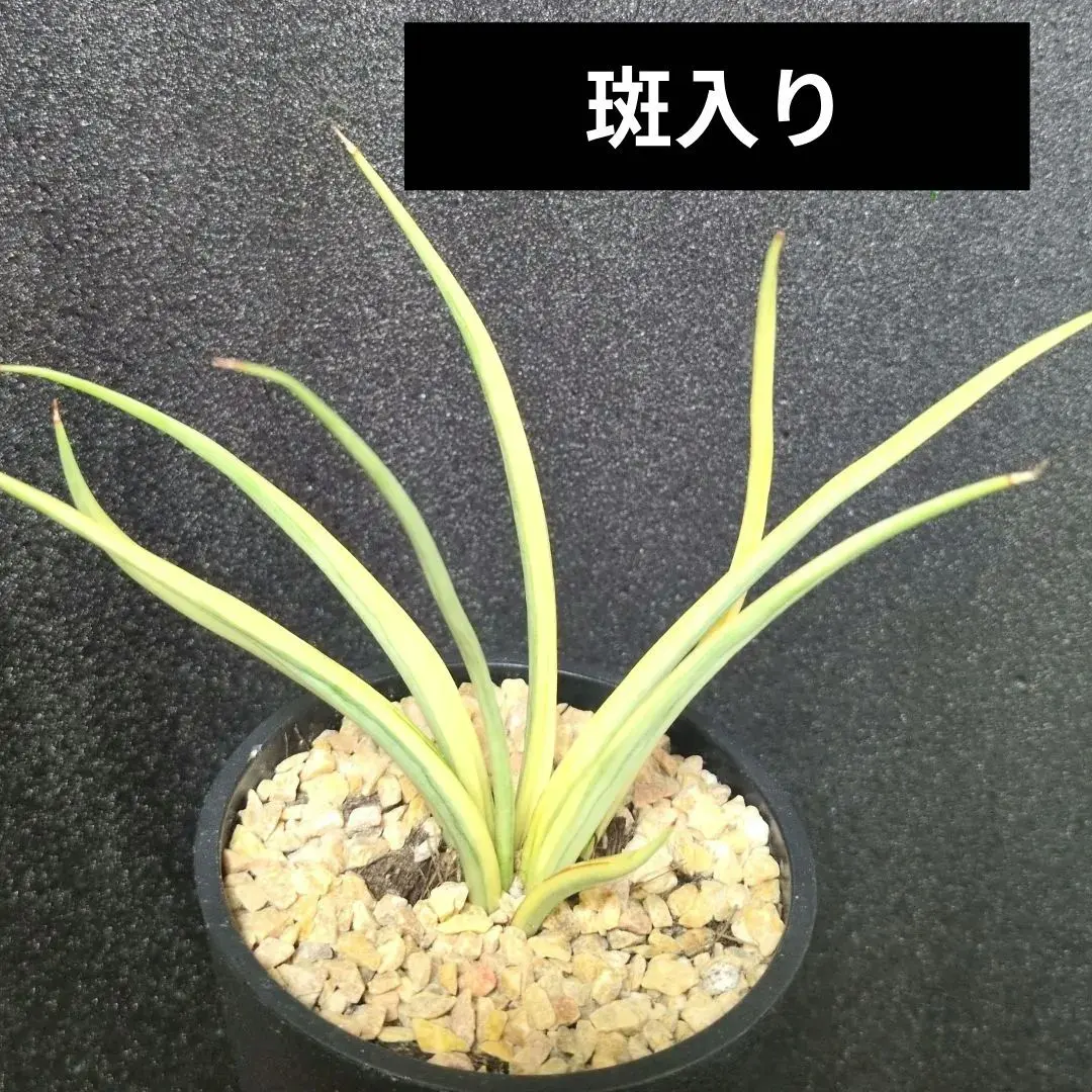 2026年最新】サンセベリア ロリダ 斑入りの人気アイテム - メルカリ