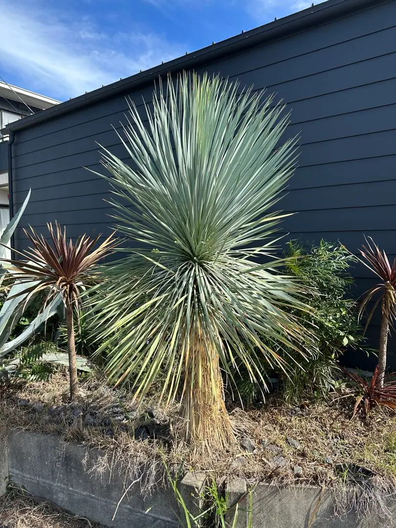 2026年最新】ロストラータ ブルーサンダーの人気アイテム - メルカリ