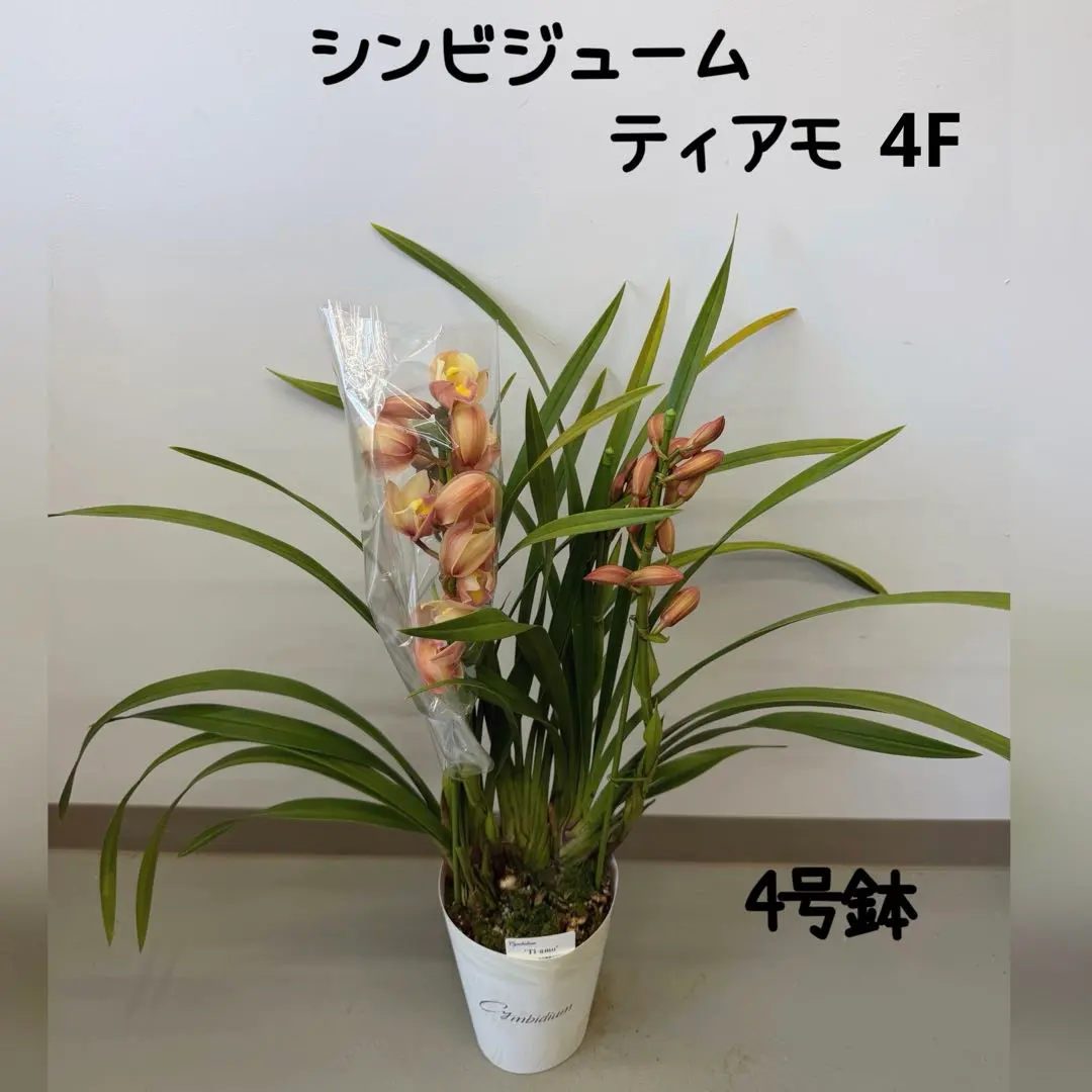 2026年最新】テーブルシンビジウムの人気アイテム - メルカリ