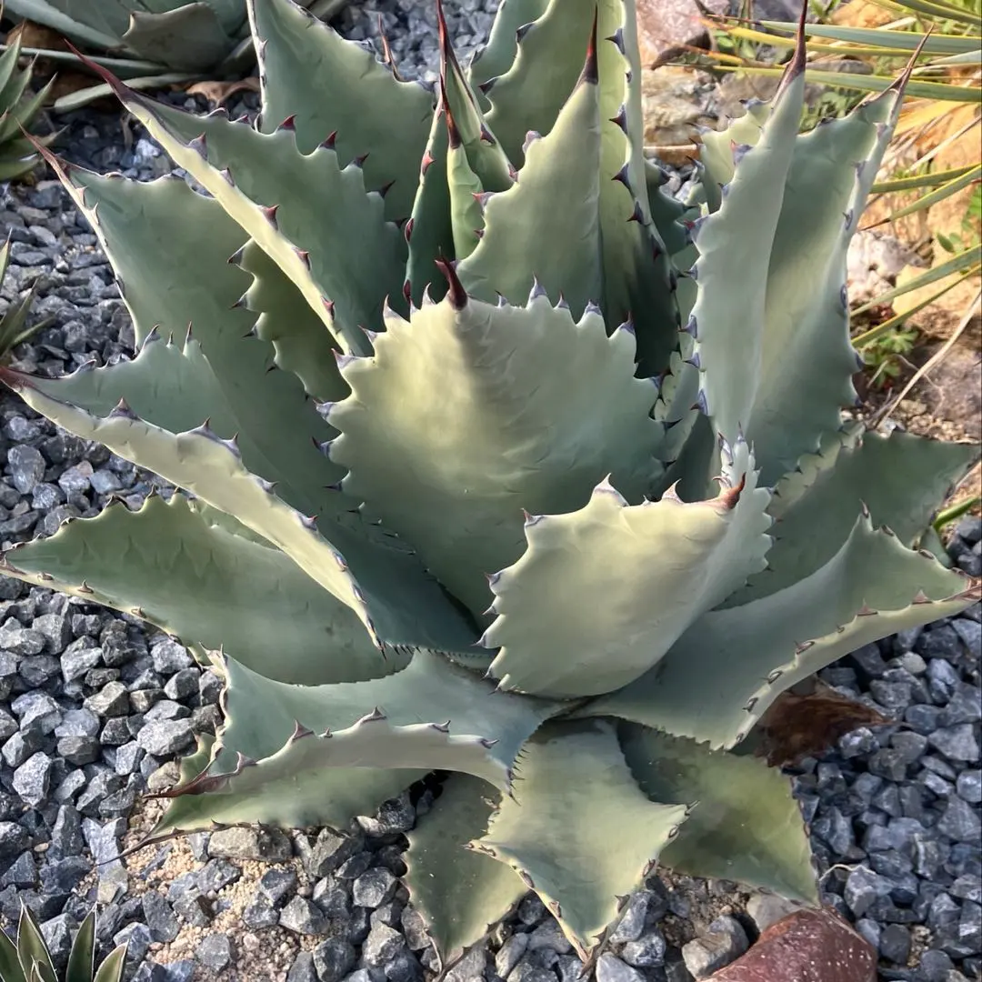 2026年最新】テマカプリネンシスの人気アイテム - メルカリ