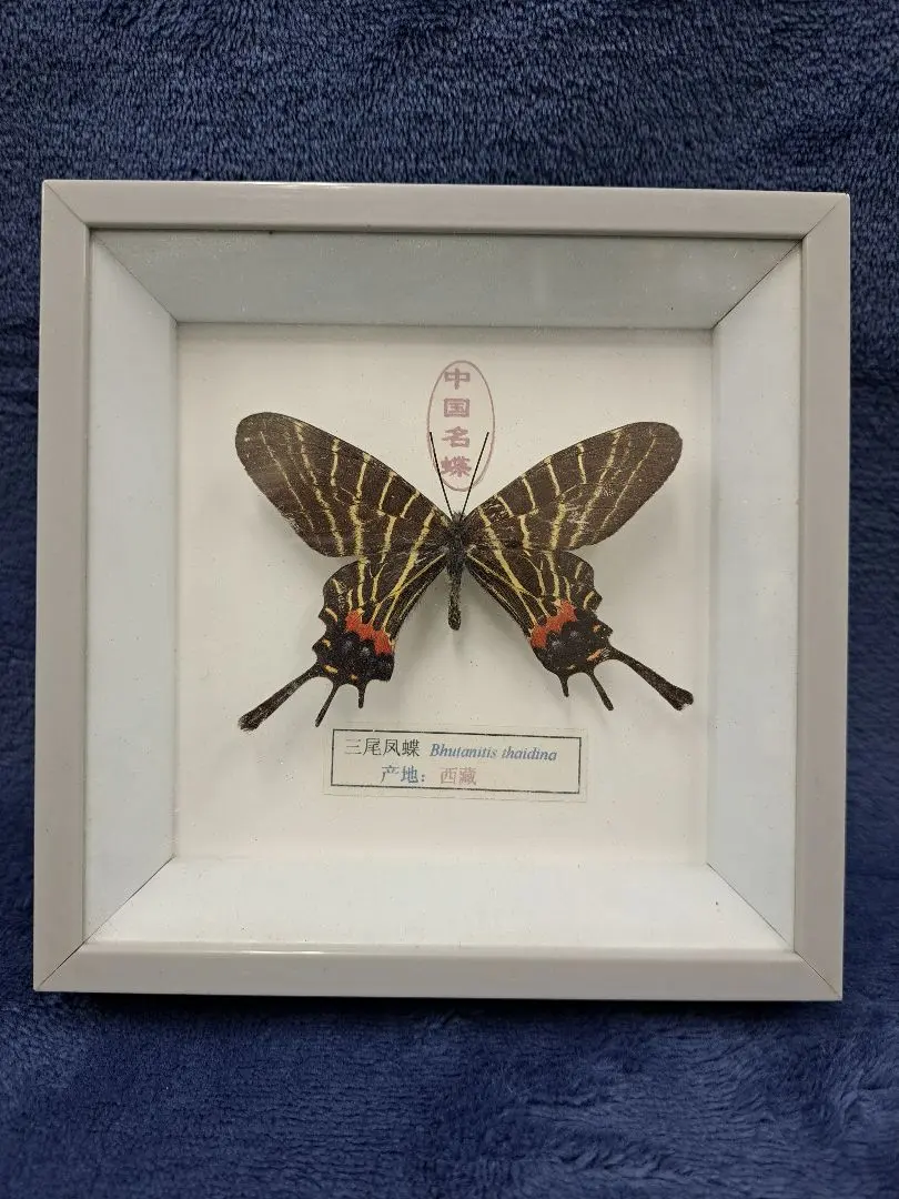 2026年最新】標本 シボリアゲハの人気アイテム - メルカリ