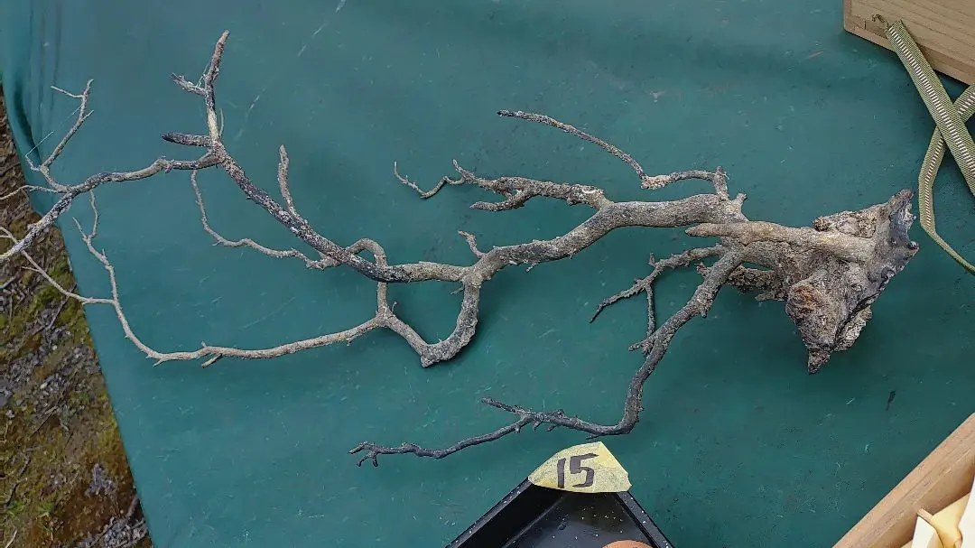 2026年最新】海松 原木の人気アイテム - メルカリ