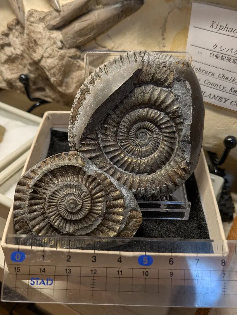 2026年最新】ネパール アンモナイトの人気アイテム - メルカリ