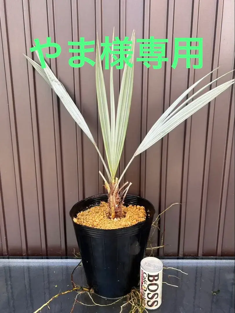 2026年最新】ブラヘア アルマータの人気アイテム - メルカリ