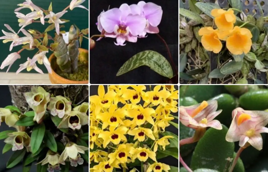 2026年最新】シレリアナの人気アイテム - メルカリ