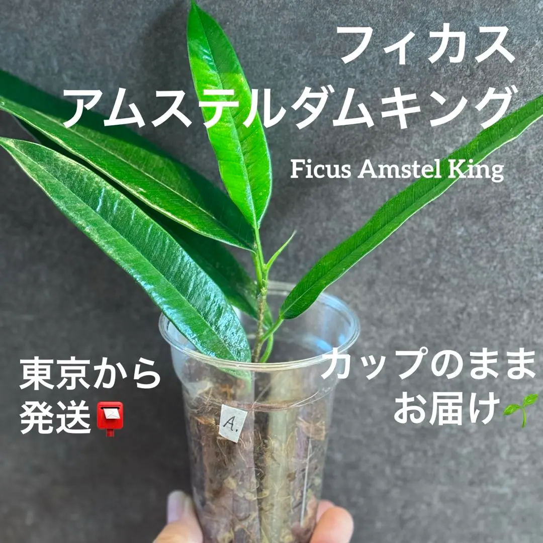 2026年最新】アムステルダムキングの人気アイテム - メルカリ