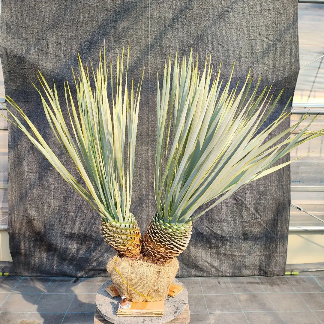 2026年最新】ロストラータ ヘッドの人気アイテム - メルカリ