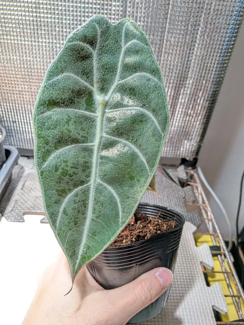 2026年最新】ワトソニア アロカシアの人気アイテム - メルカリ