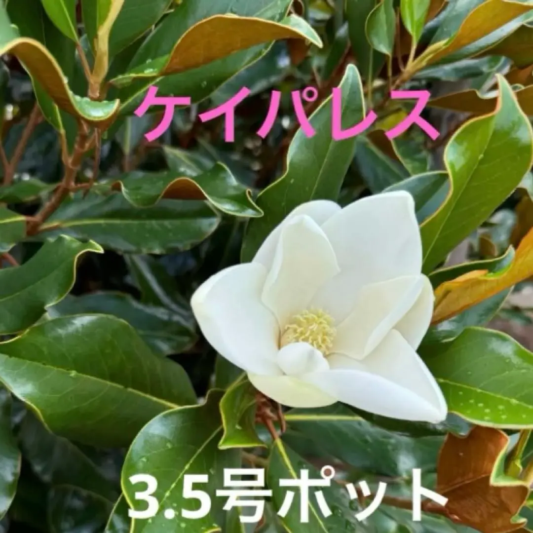 2026年最新】タイサンボク ケイパレスの人気アイテム - メルカリ