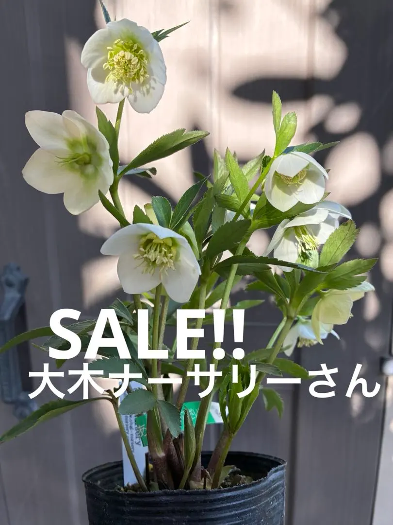2026年最新】大木ナーサリー クリスマスローズの人気アイテム - メルカリ