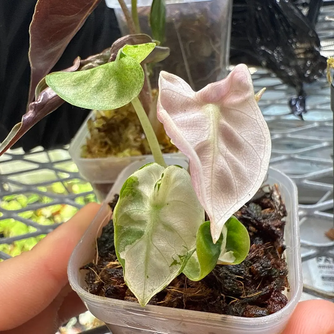 2026年最新】アロカシアバルーンハートの人気アイテム - メルカリ