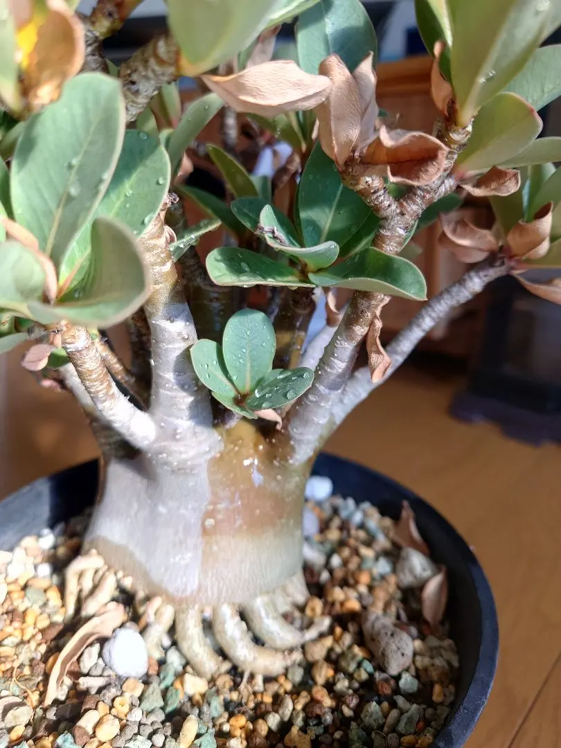 2026年最新】ブラックスキン アデニウムの人気アイテム - メルカリ