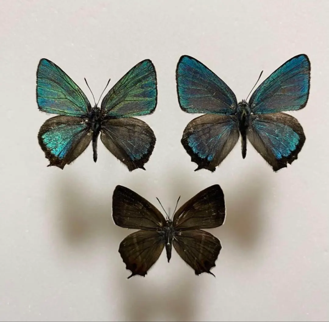 2026年最新】ミドリシジミの人気アイテム - メルカリ