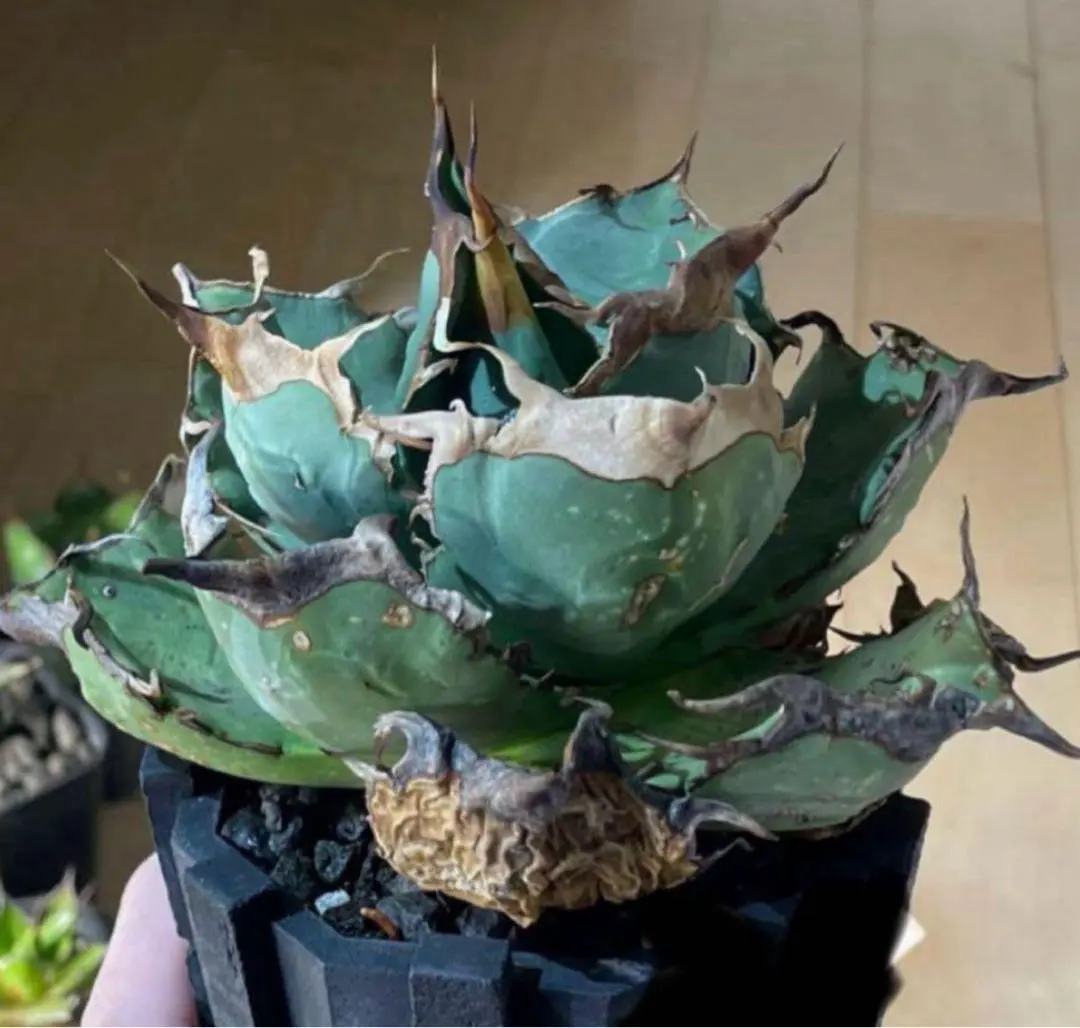 2026年最新】オアハカ オテロイ 現地球の人気アイテム - メルカリ