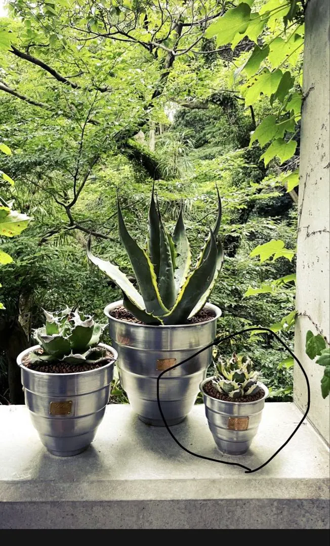 2026年最新】masses m&m 鉢の人気アイテム - メルカリ