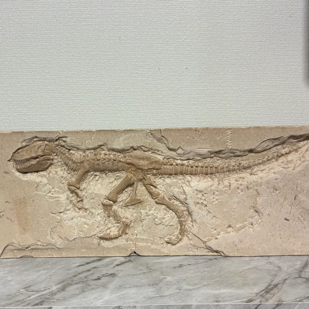 2026年最新】恐竜 化石 レプリカの人気アイテム - メルカリ