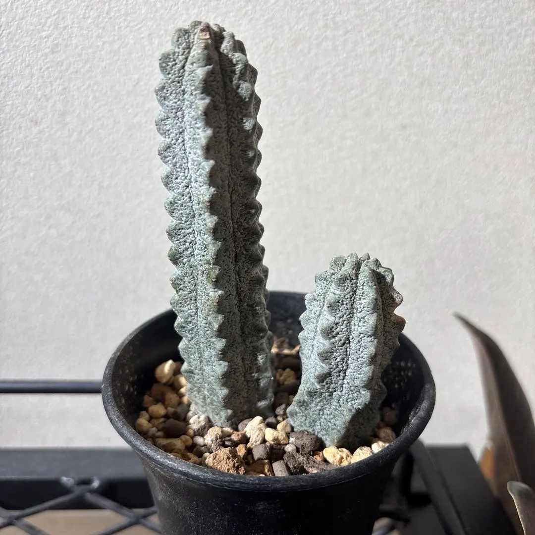 2026年最新】ユーフォルビアアブデルクリの人気アイテム - メルカリ