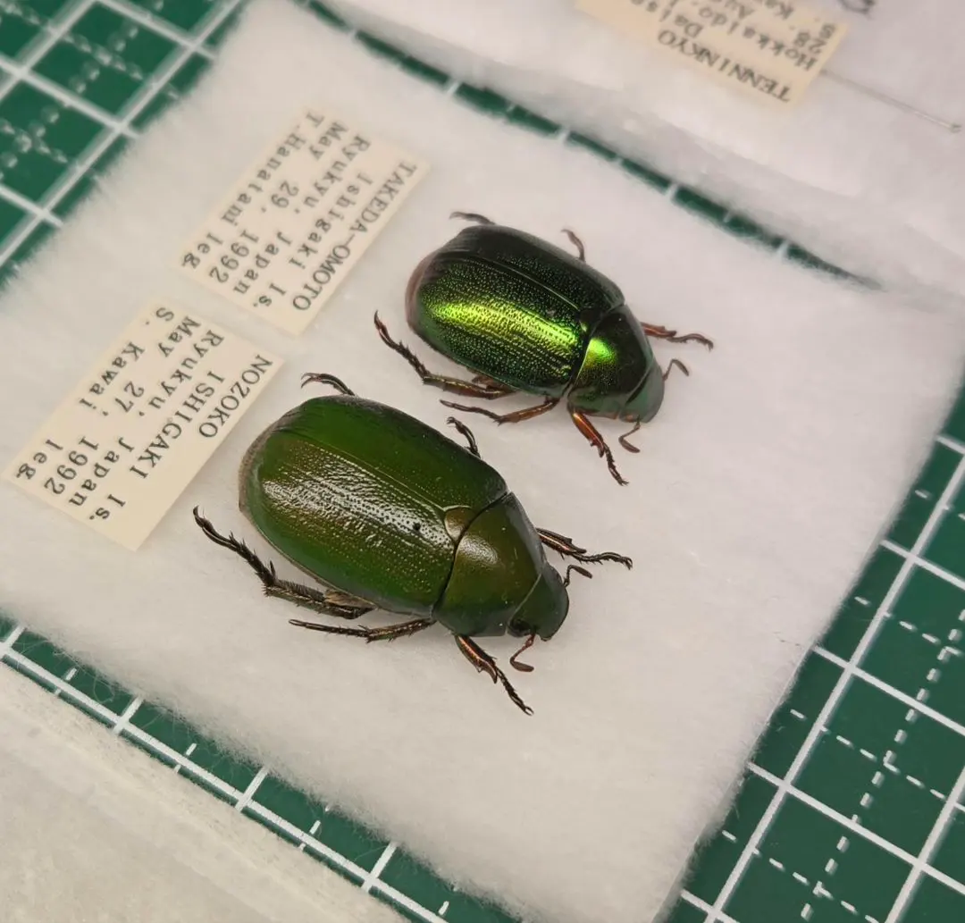 2026年最新】コガネムシ標本の人気アイテム - メルカリ