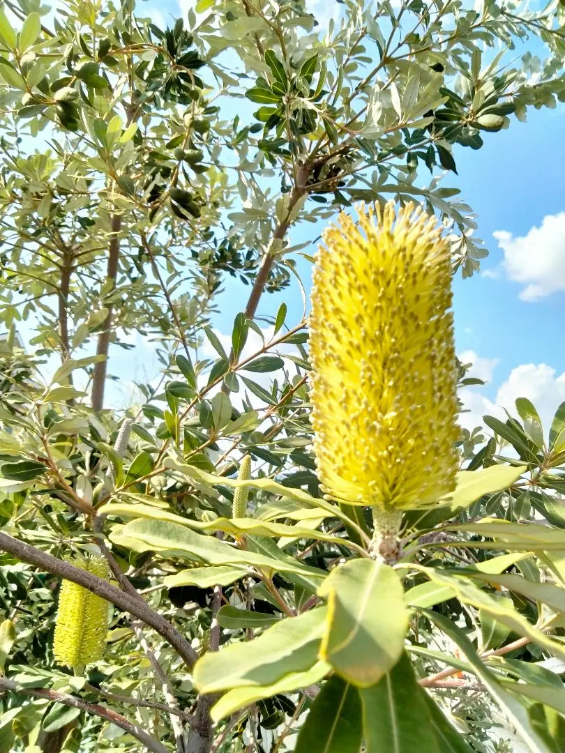 2026年最新】バンクシア コーストの人気アイテム - メルカリ