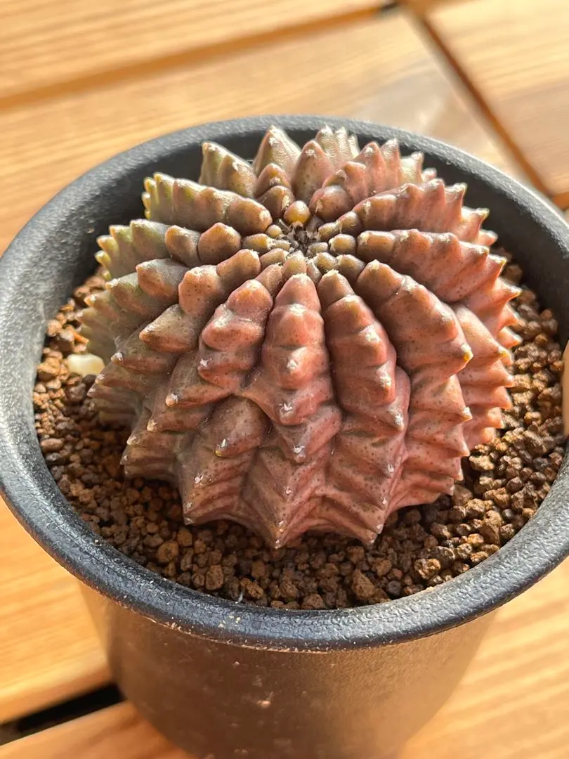 2026年最新】刺無王冠竜の人気アイテム - メルカリ